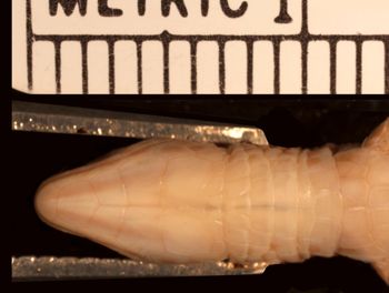 Media type: image;   Herpetology R-27340